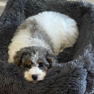 Meet your Posher, Madison